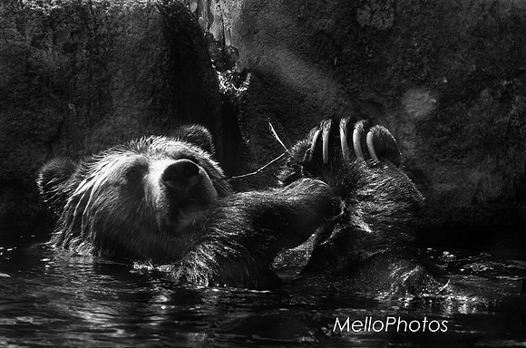 HLM_2608 Bear BW LOGO