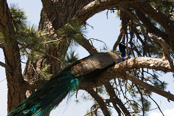 HLM_2551 peacock