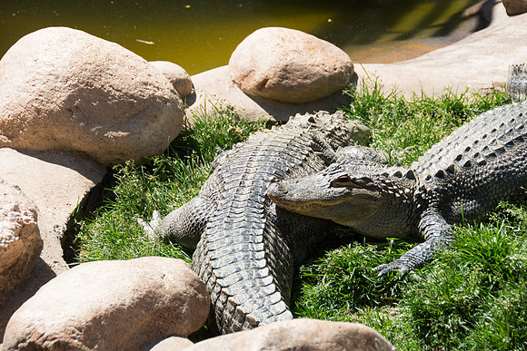 HLM_2553 alligator