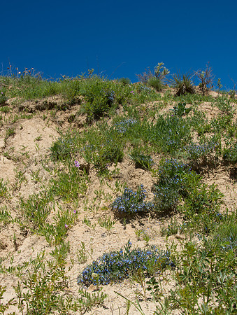 Blue Flowers Painted Mines