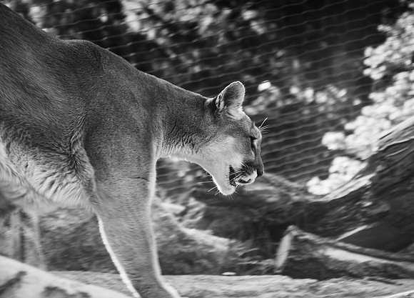 HLM_2639 BW