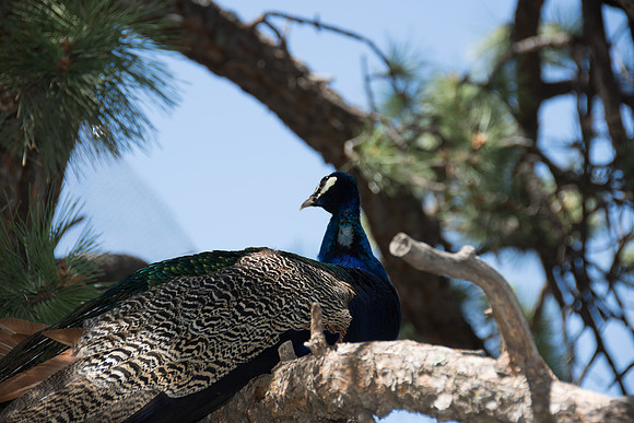 HLM_2549 peacock