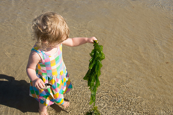 Seaweed!