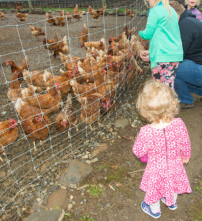 N Chickens