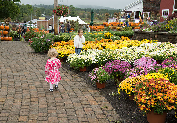 N Running through the Mums