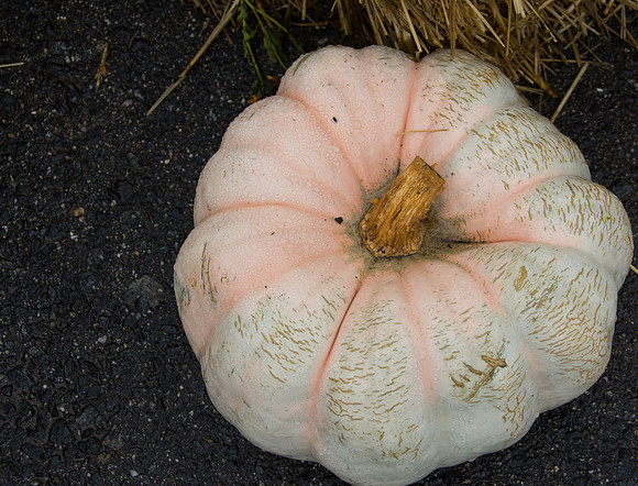 Funky Gourd
