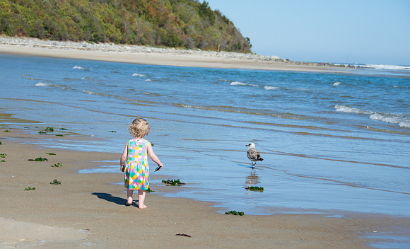 Nevaeh seagull2