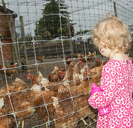 N Chickens 3