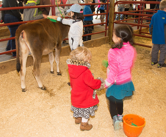 Brushing the Baby cow