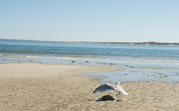 Seagull Taking off