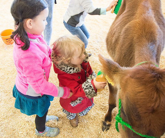 Brushing the Baby cow2