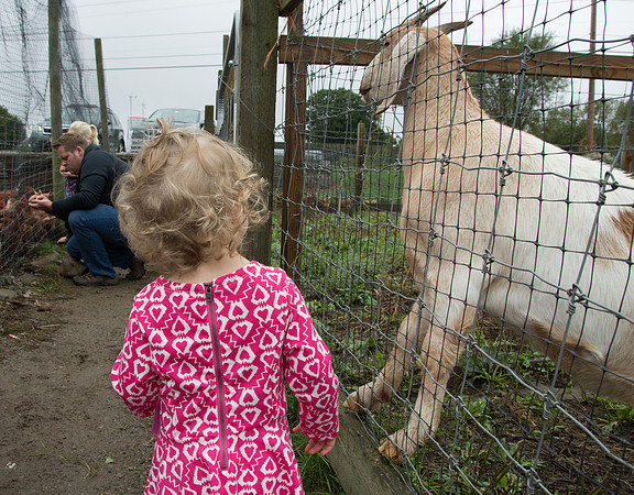Hello Mr Goat