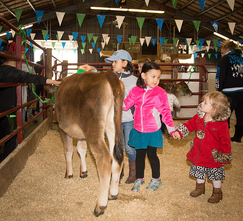 Brushing the Baby cow3