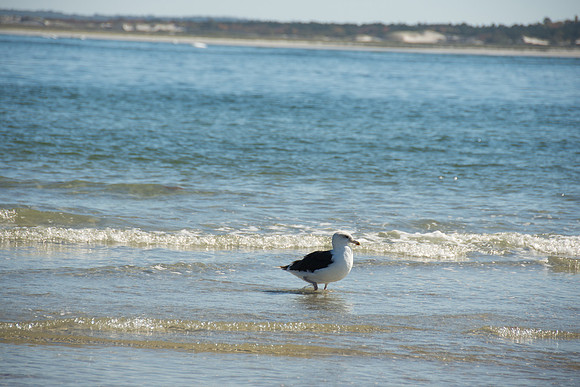 Seagull 2