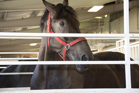 Pretty Horse