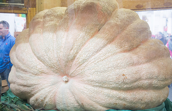 Pumpkin