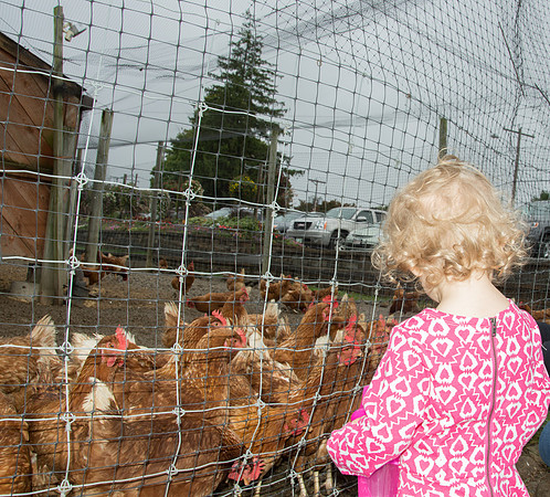 N Chickens 2