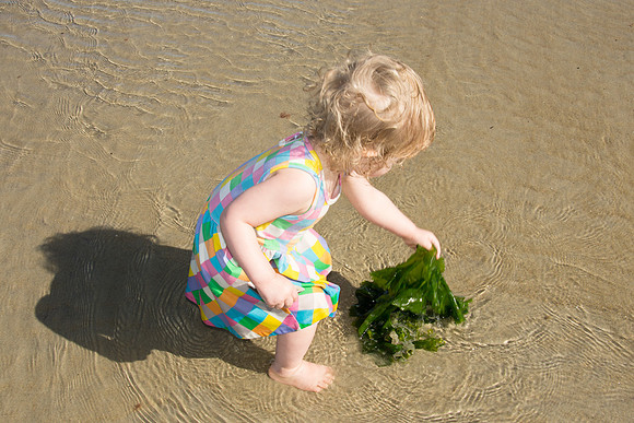Seaweed2