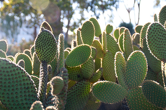 balboa Park54