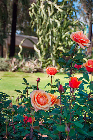 balboa Park46