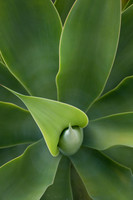 balboa Park20