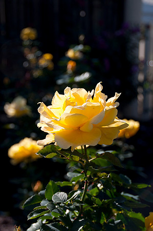 balboa Park48