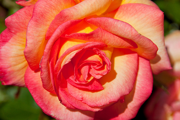 balboa Park51