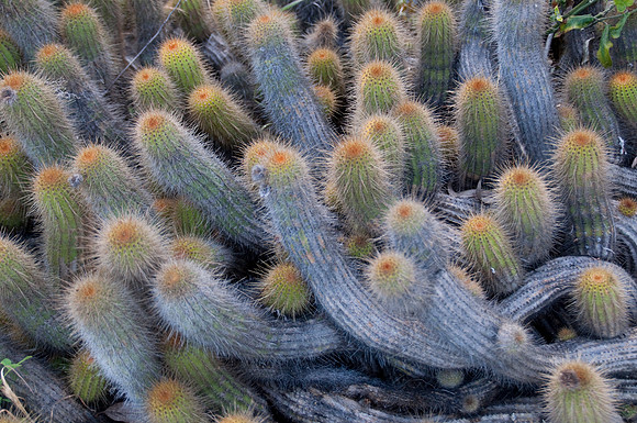 balboa Park57