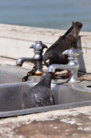 thirsty pigeons