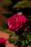 DownTown LaJolla Rose106