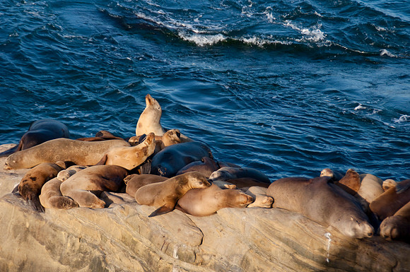 Sea Lions79