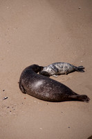 Seals117