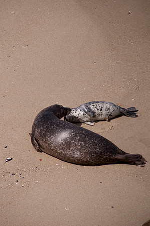 Seals117