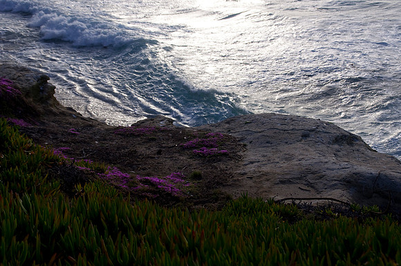 LaJolla Shore81