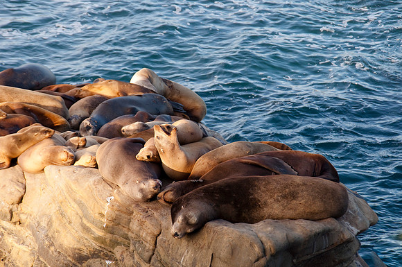 Sea Lions77