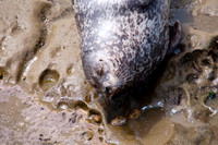 Seal Sleeping108