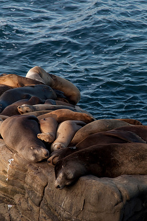 Sea Lions75