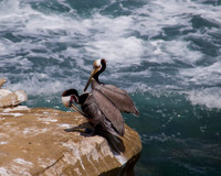 Pelicans laJolla116