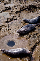 Seals Sleeping109
