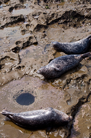 Seals Sleeping109