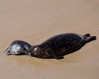 SealsKissing1