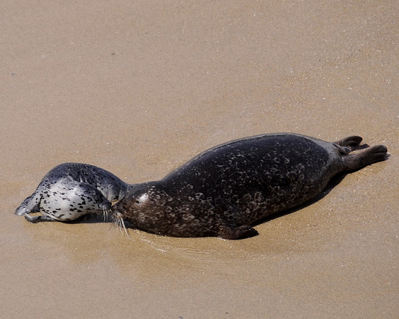 SealsKissing1