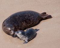 LaJolla Shore Mom and pup29