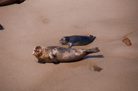 Childrens Beach115