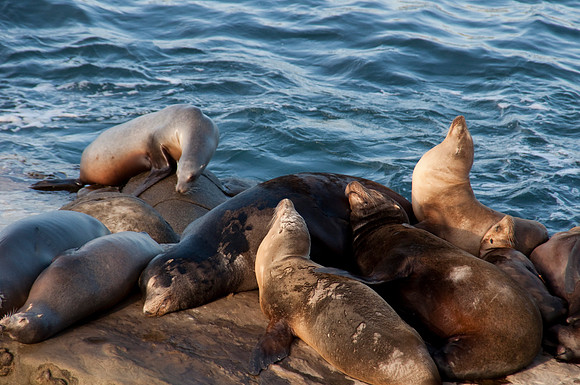 Sea Lions74