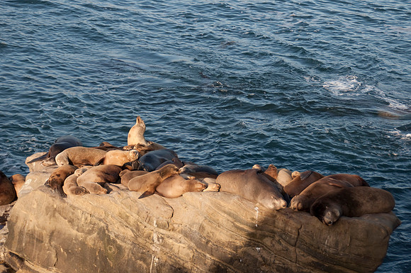Sea Lions80