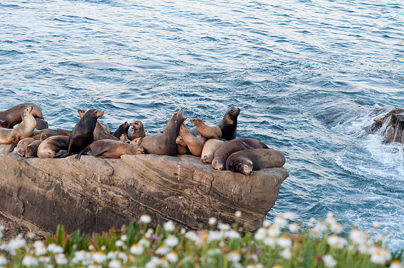 Sea Lions73