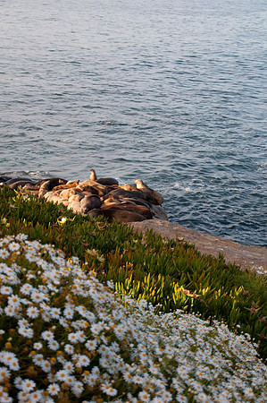 Sea Lions78