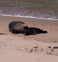 Baby Seal and Mom111