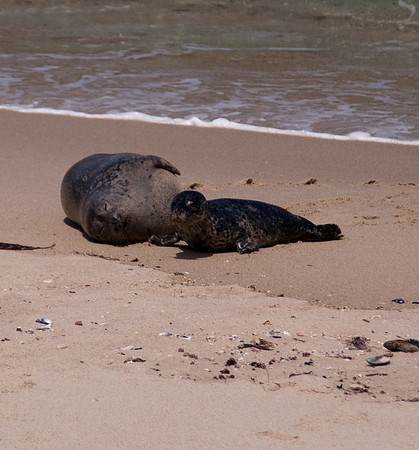 Baby Seal and Mom111